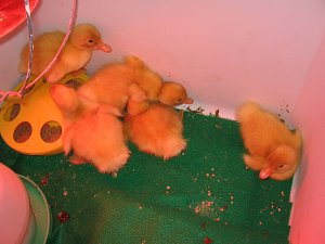 ducks ducks