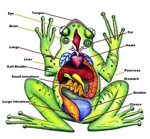 frog 