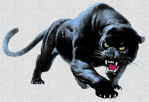 panther 